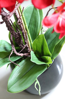 efektowny storczyk w czarnej donicy, Malina, wys.61cm