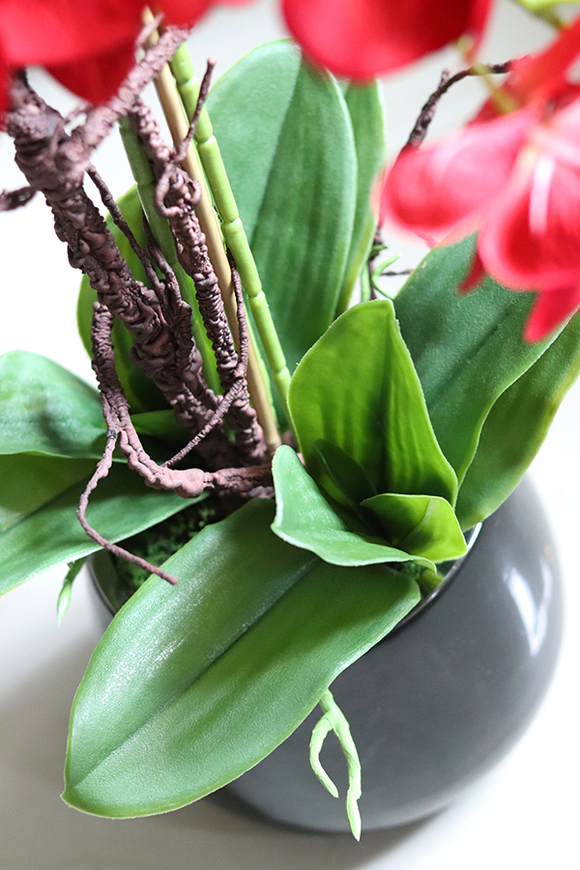 efektowny storczyk w czarnej donicy, Malina, wys.61cm