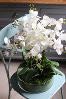 Green Derana Glass, storczyk w szklanej misie, wys.50cm