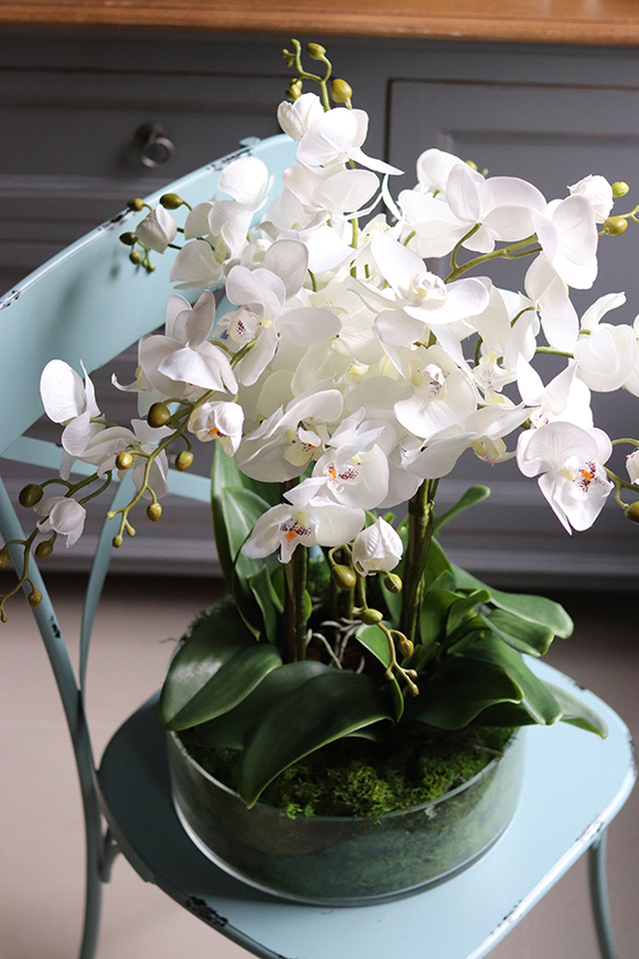 Green Derana Glass, storczyk w szklanej misie, wys.50cm