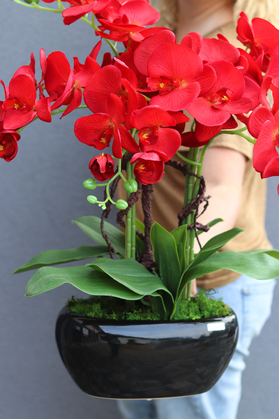 czerwony storczyk w czarnej donicy, Kresso Karmin, wys.60cm