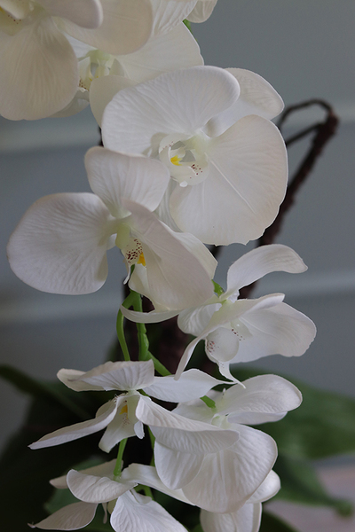 Glassier Meliosa, biały storczyk w szklanym naczyniu, wys.83cm 