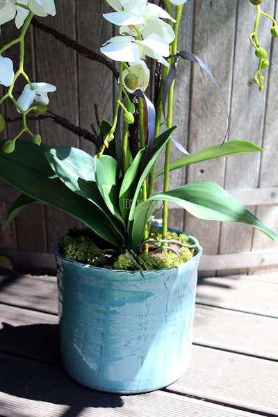 Blue Ocean storczyk w pięknej niebieskiej donicy Belldeco, wys.77cm