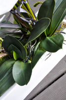 obfity storczyk Isaura w minimalistycznej donicy, wys.65cm 