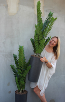 Antracyt zamiokulkas sztuczny w szarej donicy, wys.134cm