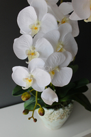 Malezja storczyk w jasno turkusowej donicy wys.83cm