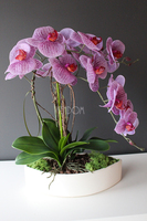 Kaori, elegancki storczyk w białej misie, wys.50cm