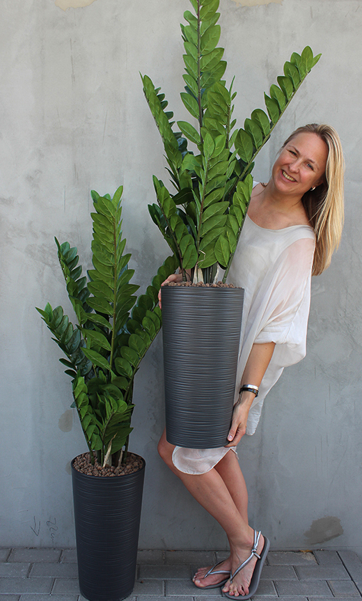 Antracyt zamiokulkas sztuczny w szarej donicy, wys.134cm  