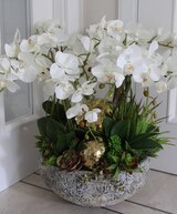 Golden Heaven, ekskluzywny, bardzo duży storczyk ze złotymi kulami i sukulentami, wys.62cm