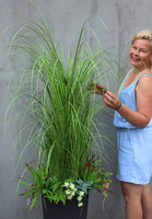 Gabriela sztuczna trawa z sukulentami w szarej donicy, wys.150cm