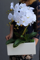 Banerra White, storczyk w minimalistycznej donicy, wys.46cm