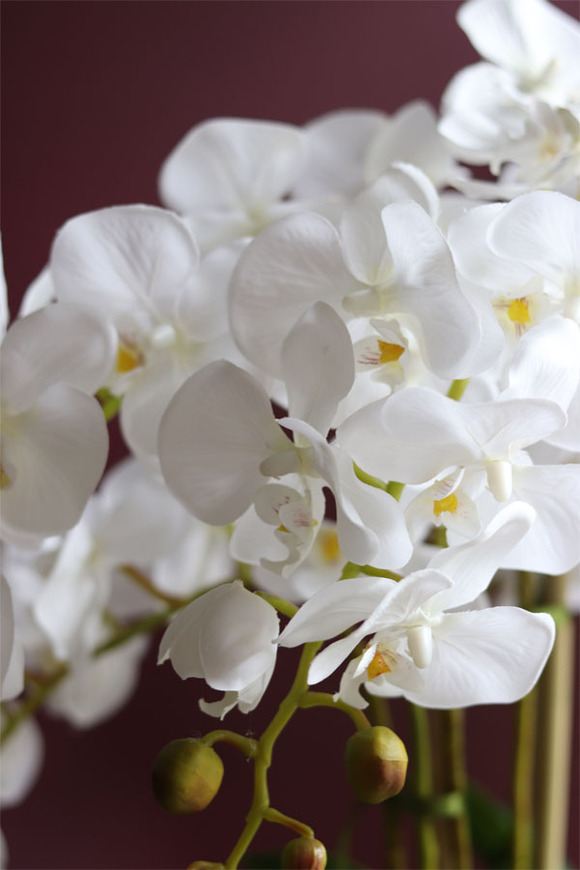 elegancki storczyk w szarej donicy, Magnum, wys.59cm