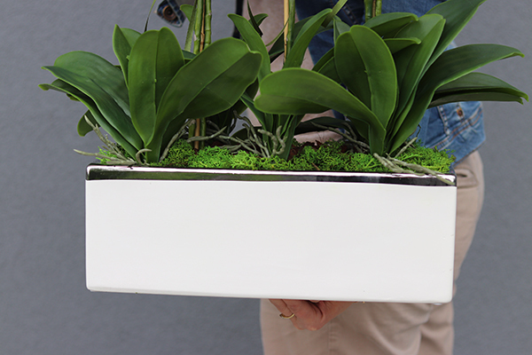 Leo Fuksja, storczyk w biało - srebrnej donicy, wys.52cm