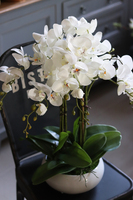 Camilla Extra, storczyk w białej donicy, wys.55cm