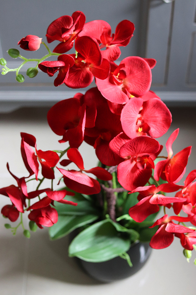 efektowny storczyk w czarnej donicy, Malina, wys.61cm