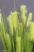 Dolomita Light, trawa z kłosami w podświetlanej donicy, wys.165cm