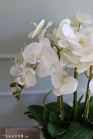 bardzo duży storczyk Simple 3 Grande w minimalistycznej donicy, wys.105cm