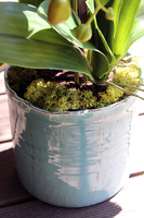 Blue Ocean storczyk w pięknej niebieskiej donicy Belldeco, wys.77cm