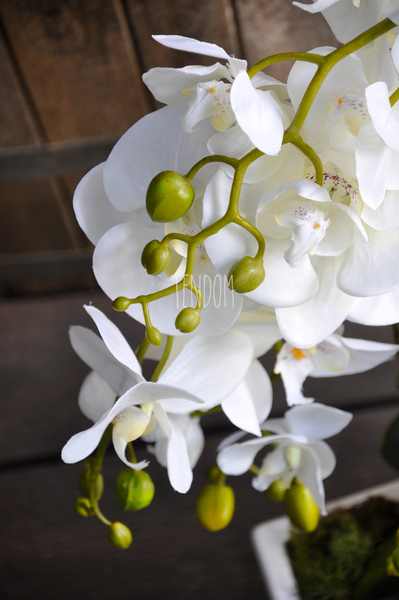 obfity storczyk Isaura w minimalistycznej donicy, wys.65cm