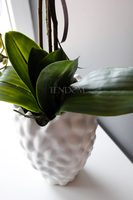 duży storczyk Diana w oryginalnej donicy Dalio, wys.80cm