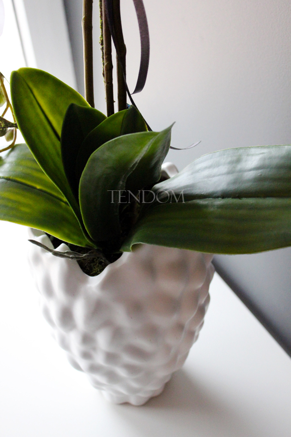duży storczyk Diana w oryginalnej donicy Dalio, wys.80cm