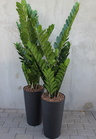 Antracyt zamiokulkas sztuczny w szarej donicy, wys.134cm  