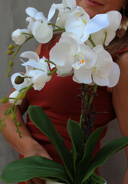 Rudolfo, atrakcyjny storczyk w ceramicznej donicy, wys.58cm