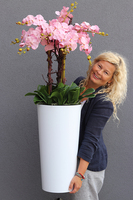 bardzo duży storczyk Madleine w białej donicy, wys.120cm