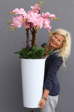 bardzo duży storczyk Madleine w białej donicy, wys.120cm