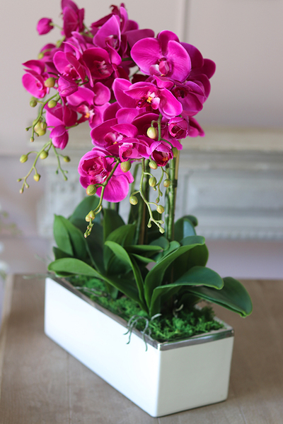 Leo Fuksja, storczyk w biało - srebrnej donicy, wys.52cm