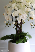 bardzo duży storczyk Simple 3 Grande w minimalistycznej donicy, wys.105cm