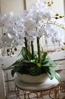 Terto, storczyk i sukulenty w dekoracyjnej misie, wys.62cm 