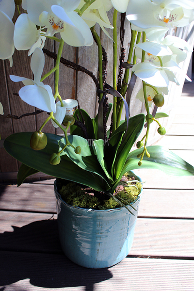 Blue Ocean storczyk w pięknej niebieskiej donicy Belldeco, wys.77cm