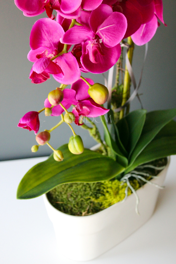 obfity storczyk Klara Fuksja w ciekawej donicy, wys.68cm