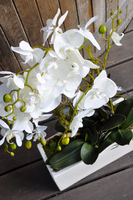 obfity storczyk Isaura w minimalistycznej donicy, wys.65cm 