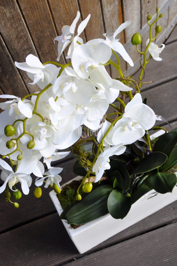 obfity storczyk Isaura w minimalistycznej donicy, wys.65cm 