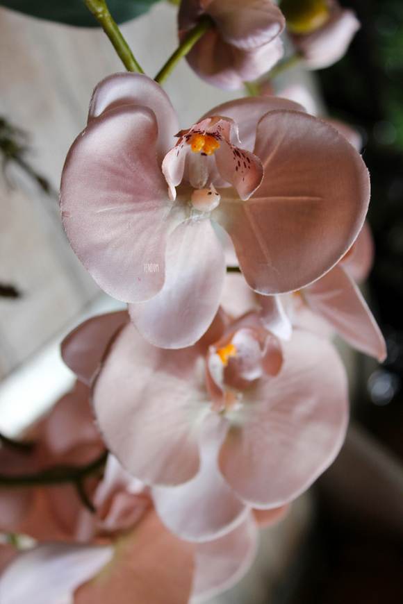 sztuczny storczyk Weranda w kolorze szampana, wys.60cm