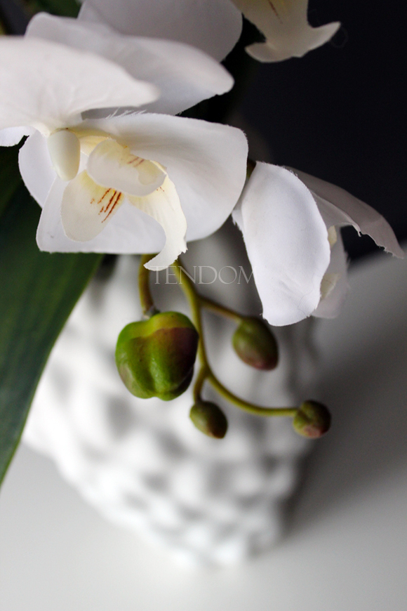 duży storczyk Diana w oryginalnej donicy Dalio, wys.80cm