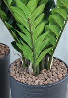 Antracyt zamiokulkas sztuczny w szarej donicy, wys.134cm