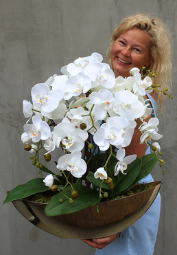 cudownie elegancki Laos Gold, storczyk w złotej osłonce, wys.62cm 