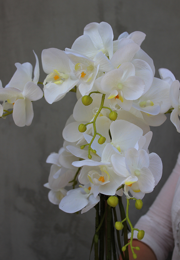 gumowy storczyk Lessana w nowoczesnej donicy wys.80cm