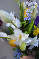 dwa bukiety wiosenne Tulipany & Żonkile & Krokusy, wys. 63 i 39 cm.