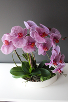 Kaori, elegancki storczyk w białej misie, wys.50cm