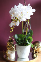 Cannata, elegancki storczyk w szarej donicy, wys.60cm