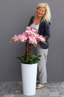 bardzo duży storczyk Madleine w białej donicy, wys.120cm