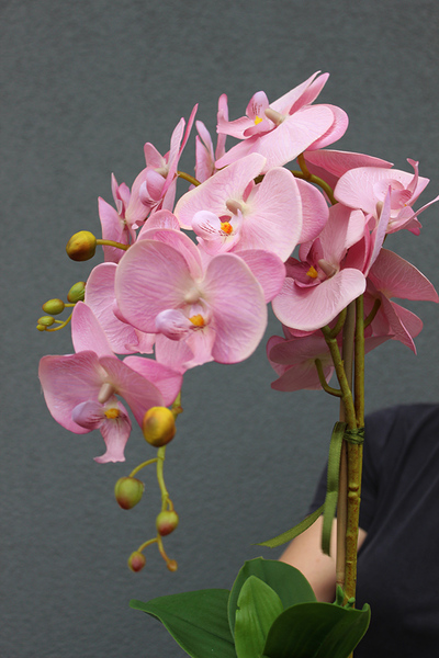 Linetta, oryginalny storczyk w oryginalnym płaskim naczyniu, wys.50cm