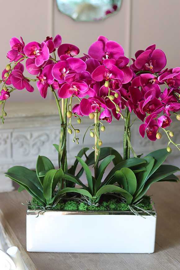 Leo Fuksja, storczyk w biało - srebrnej donicy, wys.52cm