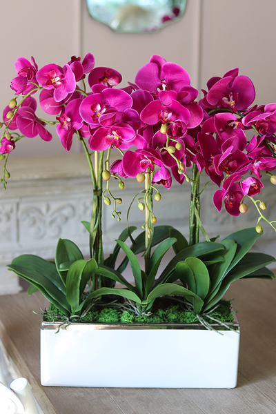 Leo Fuksja, storczyk w biało - srebrnej donicy, wys.52cm