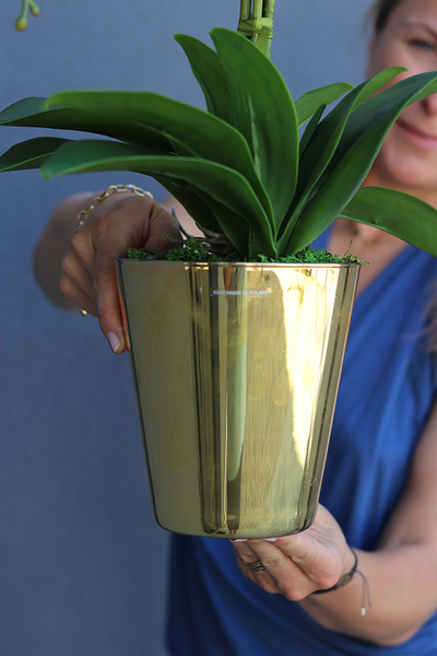 Golden Ramoneo, storczyk w złotej donicy, wys.62cm