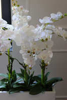 Grande Fiberglass Marco, duża kompozycja ze storczykiem, wys.121cm